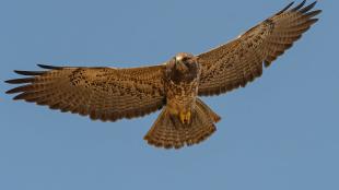 Swainson's Hawk gliding