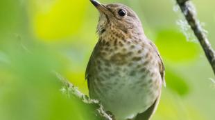 Swain's Thrush