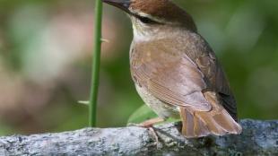 Swainson's Warbler in Great Dismal Swamp NWR