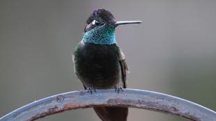 Rivoli's Hummingbird looking slightly to its left; the iridescent greenish blue color on its throat and some violet showing on its dark head