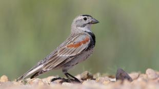 Thick-billed Longspur