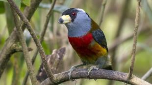 Toucan Barbet