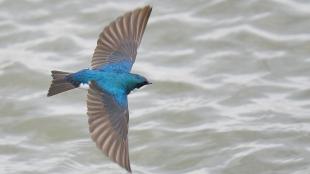 A small iridescent blue bird with dark wings flies over lightly rippled water