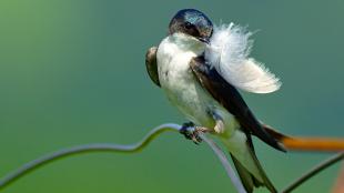 Tree Swallow holding a feather in its beak