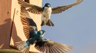 A pair of Tree Swallows flying near the entrance of a nestbox