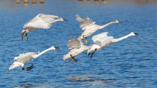 Trumpeter Swans flying in for a landing on a lake, their long necks and beating wings reflected in rippled blue water