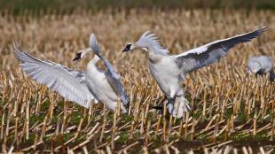 Trumpeter Swans landing on winter fields