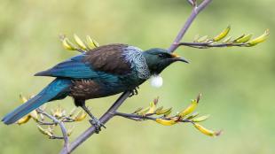 A Tui enjoying flax flowers