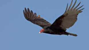 Turkey Vulture in flight