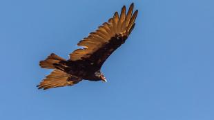 Turkey Vulture in flight