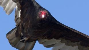 Turkey Vulture in flight