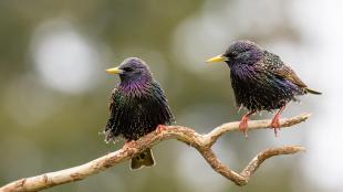 Two European Starlings perched on slender branch