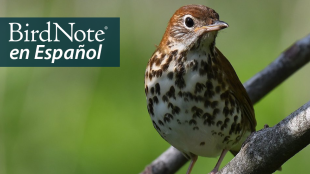 A Wood Thrush is perched on a tree branch in front of a green background. "BirdNote en Español" appears in the top left corner.