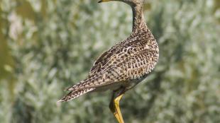 Upland Sandpiper