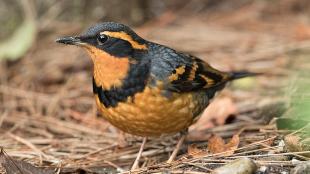 Varied Thrush