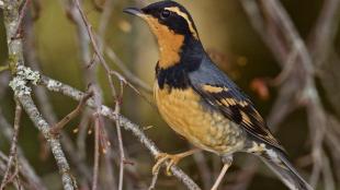 Varied Thrush