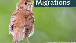 Light brownish-red bird with its back to viewer, looking to its right