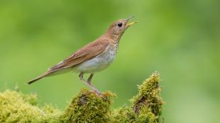 A slim brown and white bird on a mossy log stands in profile to the viewer while singing.