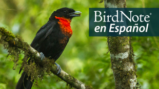 A Red-ruffed Fruitcrow is perched on a branch. "BirdNote en Español" appears in the top right corner.