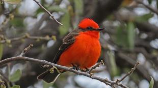 Vermilion Flycatcher