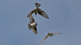 Violet-green Swallows