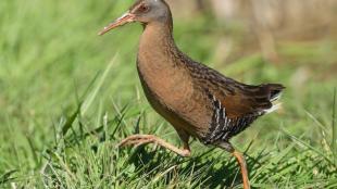 Virginia Rail high-stepping