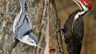 White-breasted Nuthatch and Pileated Woodpecker