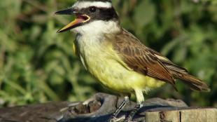 Great Kiskadee calling a wake-up