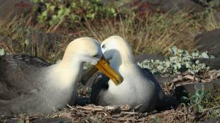 Pair of Waved Albatross, one sitting at nest, their beaks/heads touching, at Espanola, Galapagos