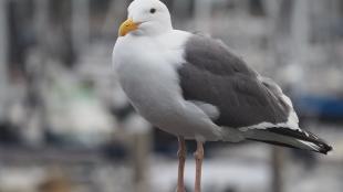 Western Gull