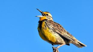 Western Meadowlark singing in sunlight with clear blue sky in background