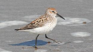 Western Sandpiper