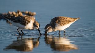 Western Sandpipers