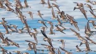 Flock of Western Sandpipers