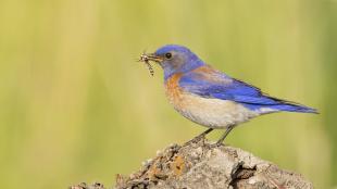 Western Bluebird with insect in beak