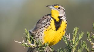 Western Meadowlark