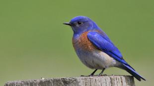 Western Bluebird