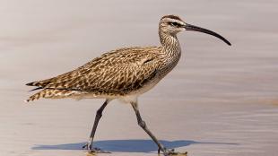 Whimbrel walking on sand