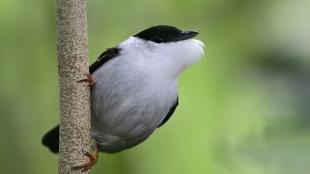 Male White Bearded Manikin holding onto a vertical branch, the bird's white throat feathers puffed out during courtship display