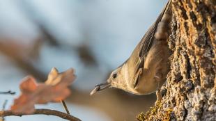 A bird clings to the bark of a tree while holding an insect in its beak.