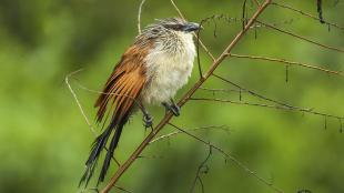 White-browed Coucal