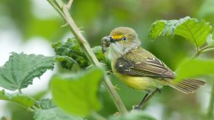 A White-eyed Vireo with a caterpillar in its beak, perched in blackberry branches and leaves