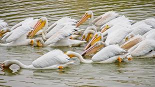 A group of White Pelicans feeding at a lake