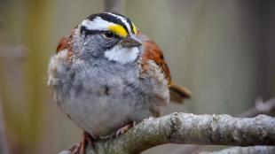 White-throated Sparrow