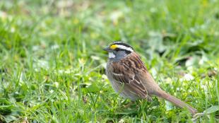 A small brown bird, with gray head with white beneath its beak and black and white stripes on top of head, standing in a grassy area