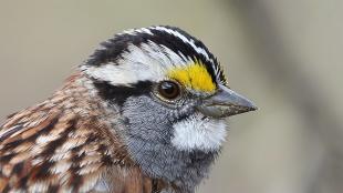 White-throated Sparrow in closeup, right profile, showing black stripes on head, yellow patch near dark eye, and white path beneath its beak.