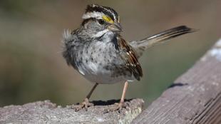 A White-throated Sparrow stands on brick work in sunlight, its white throat patch and white face stripe gleaming in sunlight