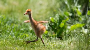 Whooping Crane chick running across sunlit grass