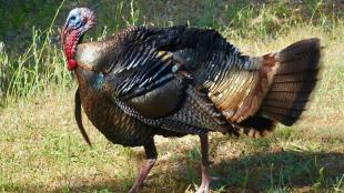 Wild Turkey