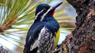 Williamson's Sapsucker in pine tree